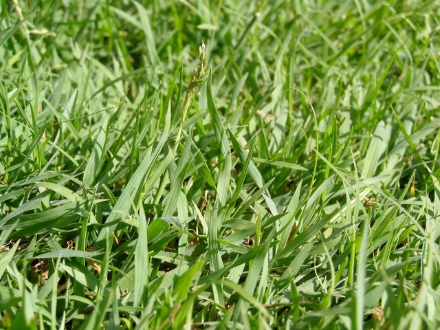 How to Turn a Blade of Grass into a Whistle | eHow