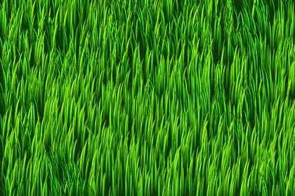 How to Grow Grass in Massachusetts  eHow