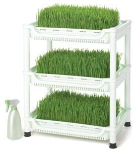 wheatgrass grower soil grow seeds growing grass trays sprouter sm wheat tribest ehow kits without less lids bottle hydroponic includes