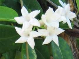 How to Grow Stephanotis From Seeds | eHow