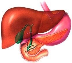 How Does the Liver Function in the Digestive System? | eHow