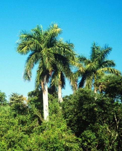 royal-palm-tree-facts-ehow