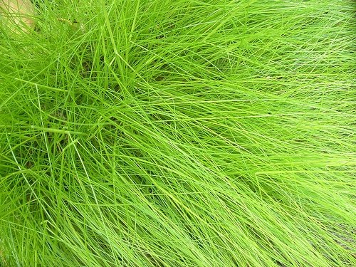 Types of Ornamental Grasses | eHow