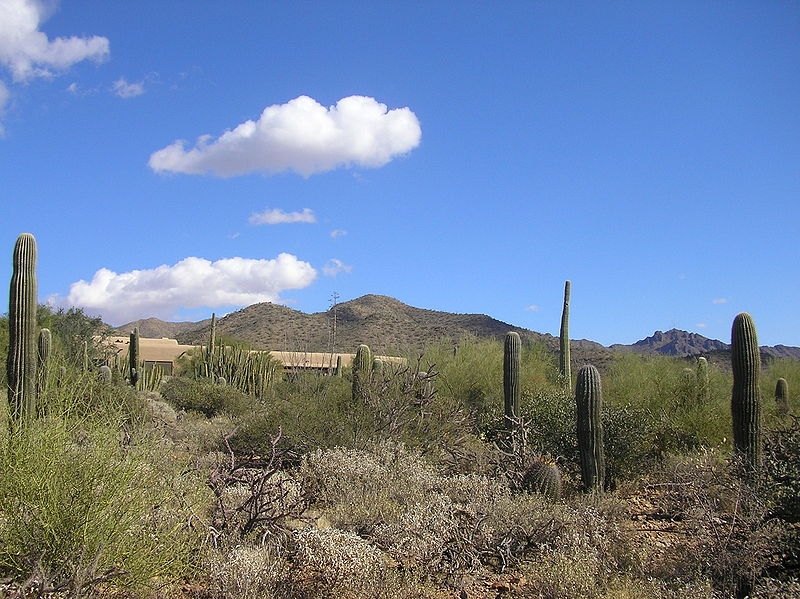 How Do Plants Survive in the Desert? (with Pictures) eHow