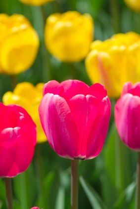 The Meaning of the Tulip Flower | eHow