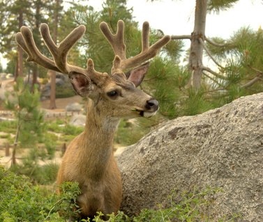 How to Make a Christmas Tree From Deer Antlers eHow