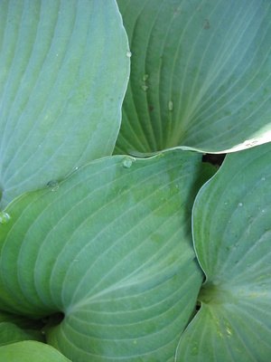 List of Sun Tolerant Hostas | eHow