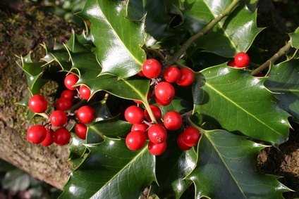 Berry-Like Fruit Tree Identification (with Picture