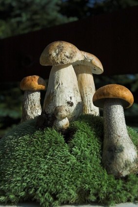 homemade incubator mushrooms
