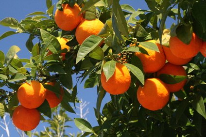 How to Plant Citrus Trees in Florida | eHow