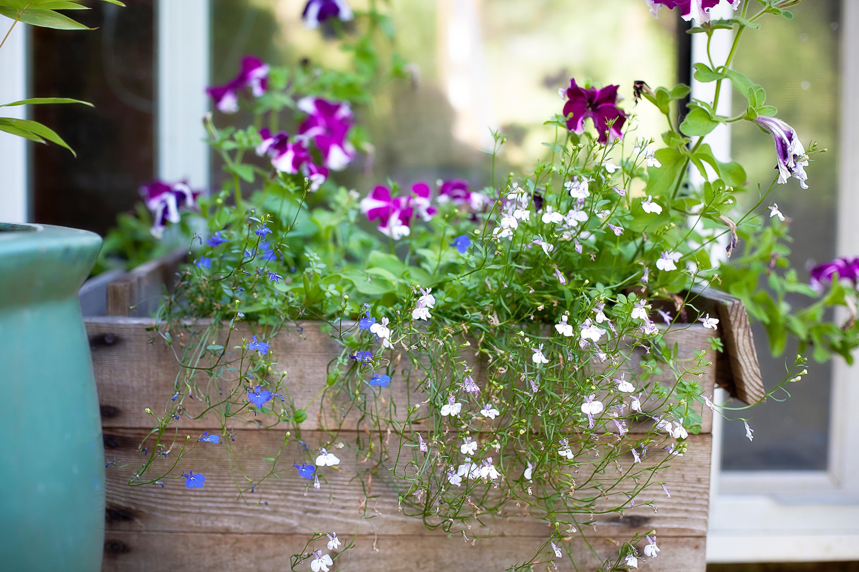 Planting in a Planter Box (with Pictures) | eHow