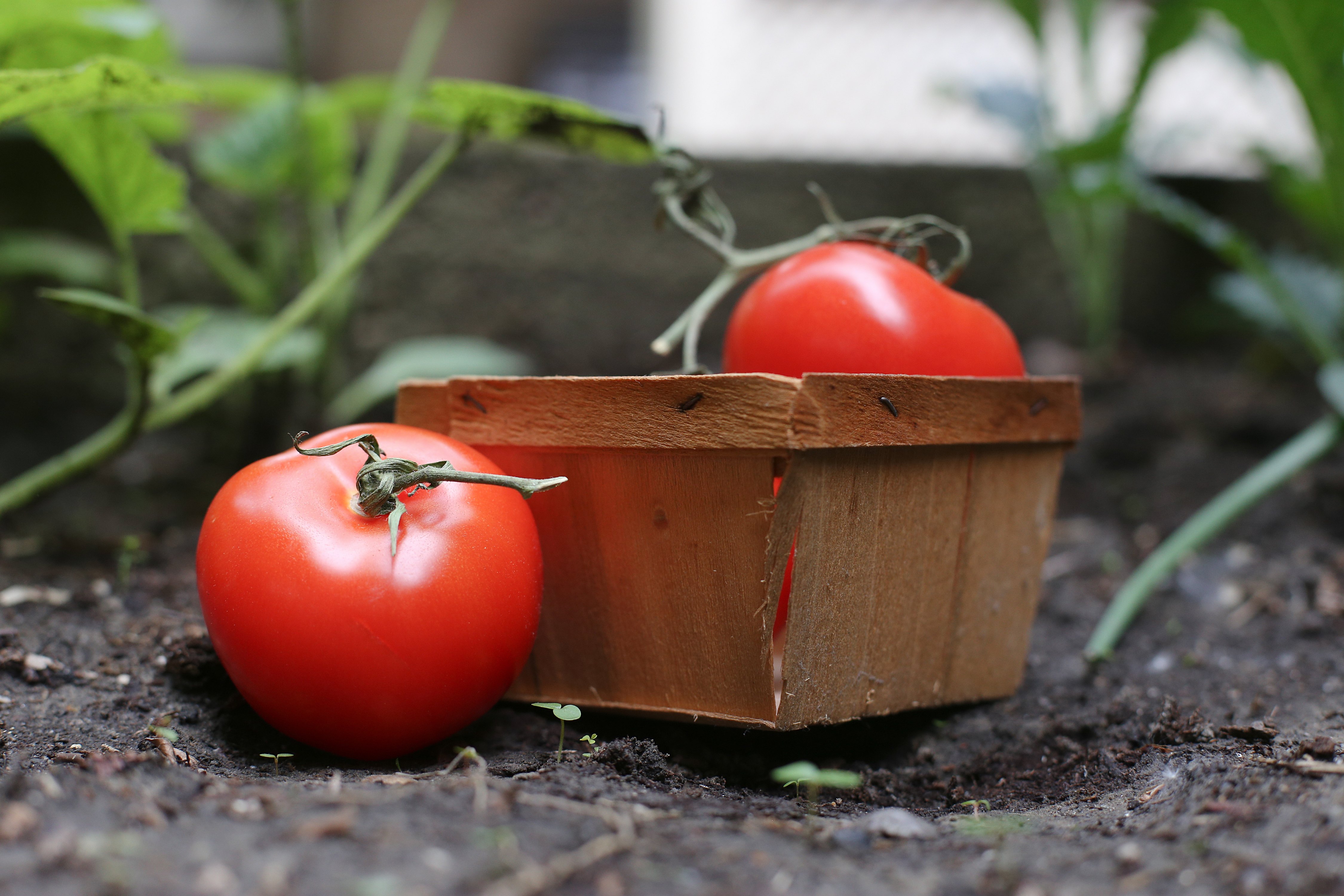 How to Prune Tomato Plants (with Pictures) eHow