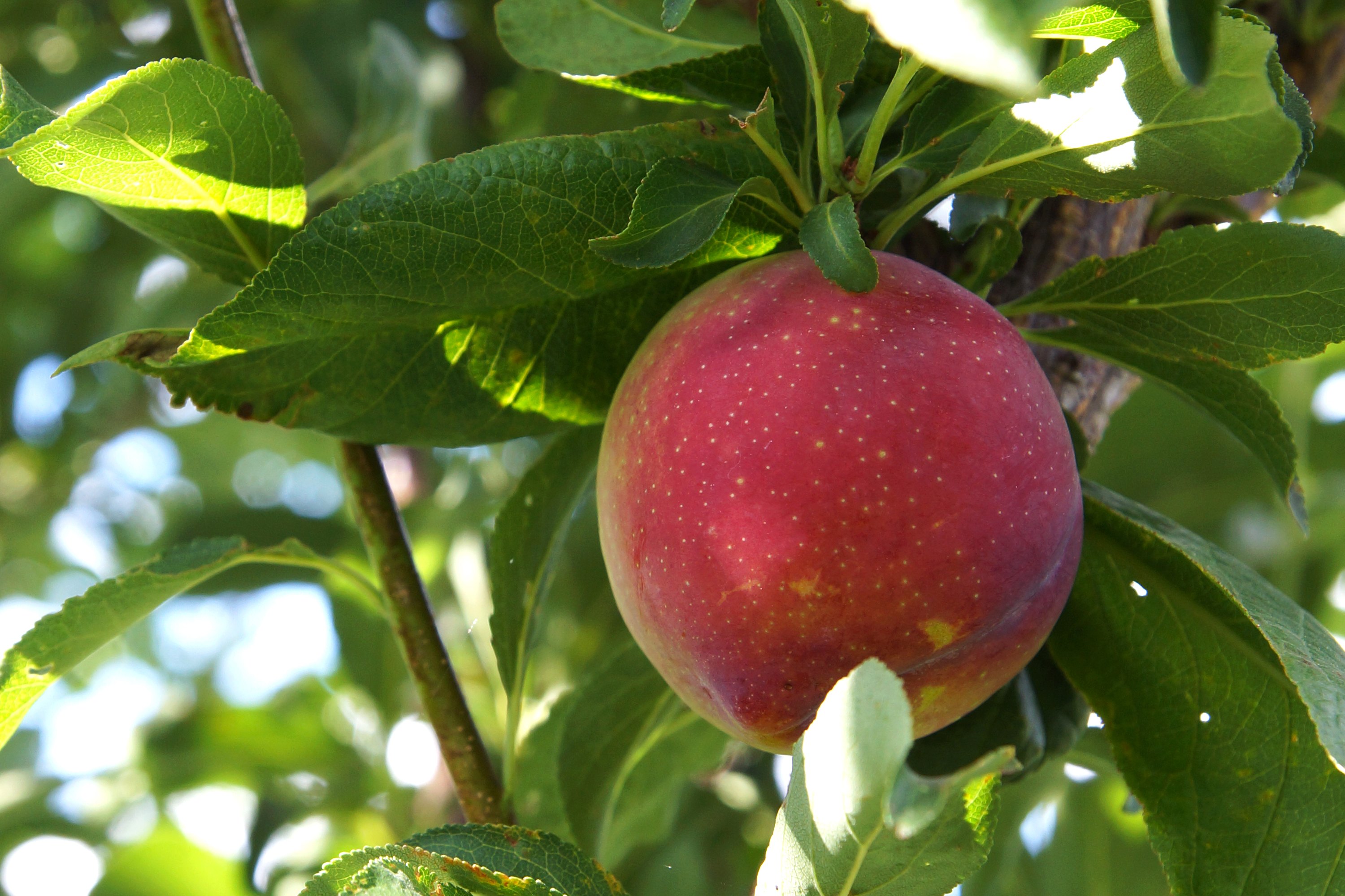 How to Fertilize Plum Trees (with Pictures) | eHow