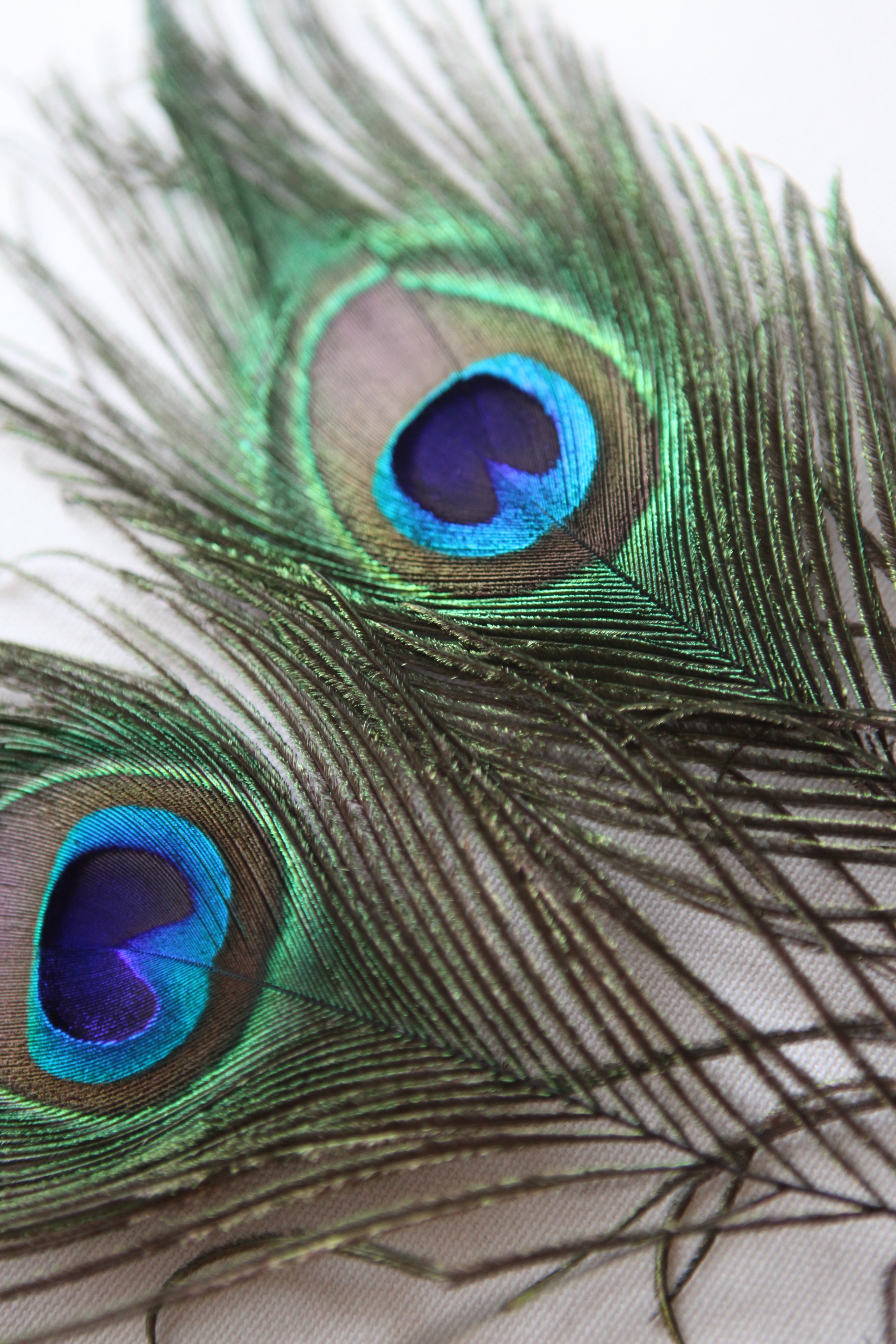 How to Attach Peacock Feathers to Tulle (with Pictures) | eHow