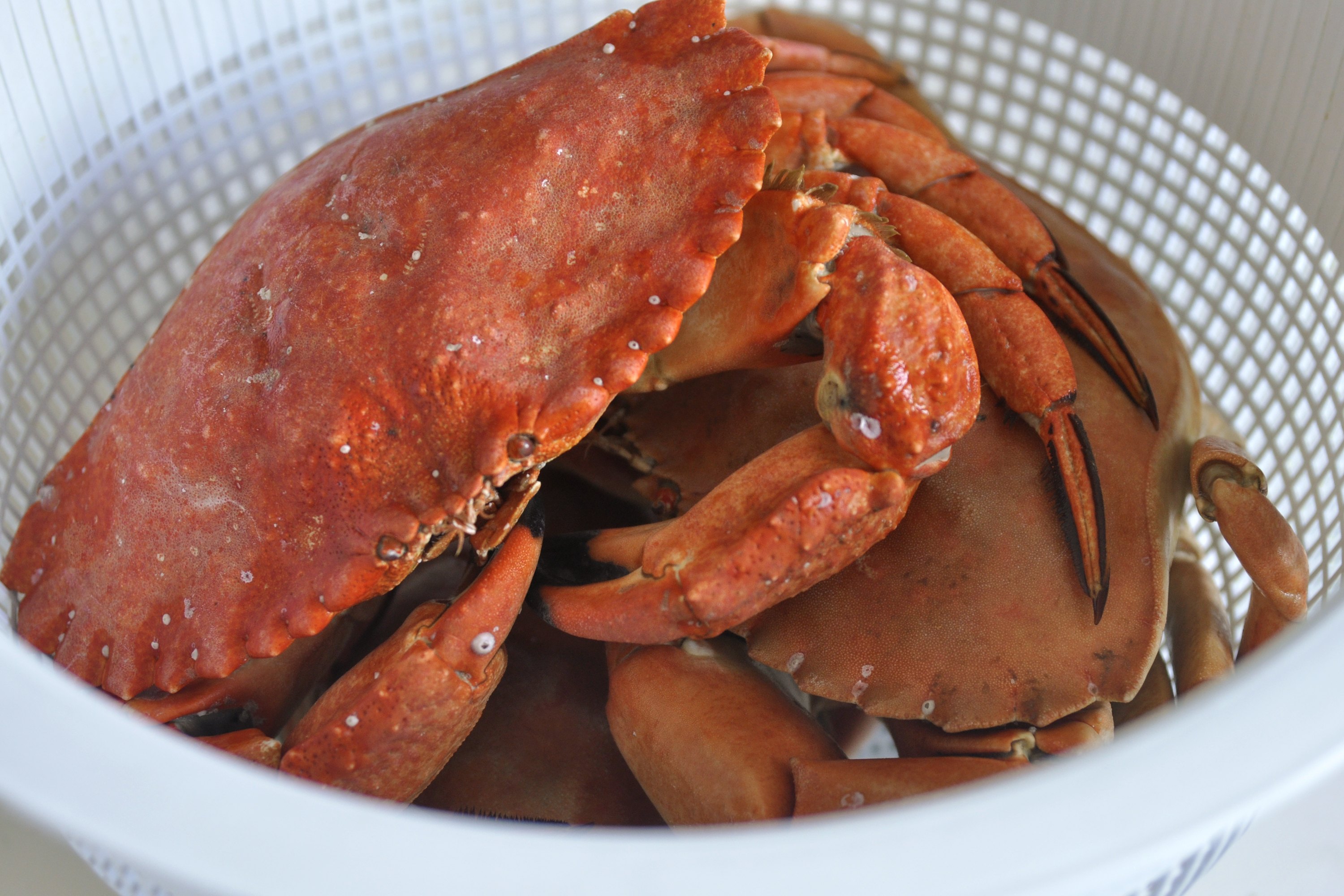 how-to-cook-red-rock-crab-with-pictures-ehow