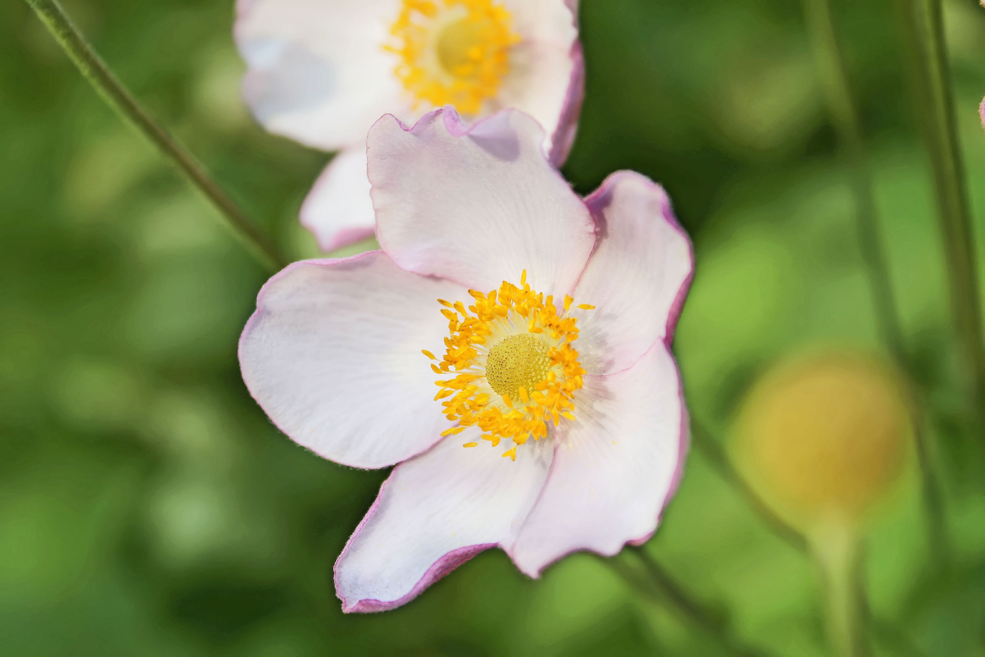 Planting Anemone Bulbs (with Pictures) | eHow