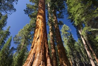 California Evergreen Trees (with Pictures) | eHow