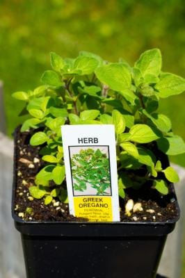 How to Grow Oregano From Cuttings | eHow