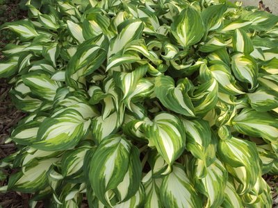 Are Hosta Plants Deer Resistant? | eHow