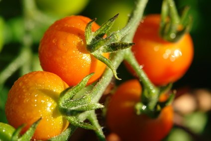 Rust Disease on Tomato Plants | eHow