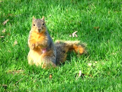 What Garden Vegetables Do Squirrels Like? | eHow