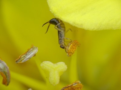 How to Stop Earwigs From Eating Plants | eHow