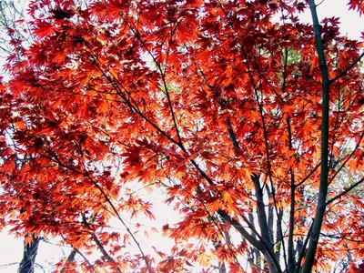 Why Are Maple Leaves Red All Year Round? | eHow