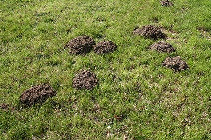 How to Kill Moles in Washington State | eHow