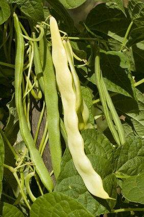 Fertilizer for Pole Beans | eHow