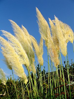 How to Preserve Pampas Grass Flowers for Decorating | eHow