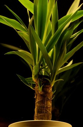 plants plant indoor happy light hunker low comosum chlorophytum tree fotolia grow care dim trees