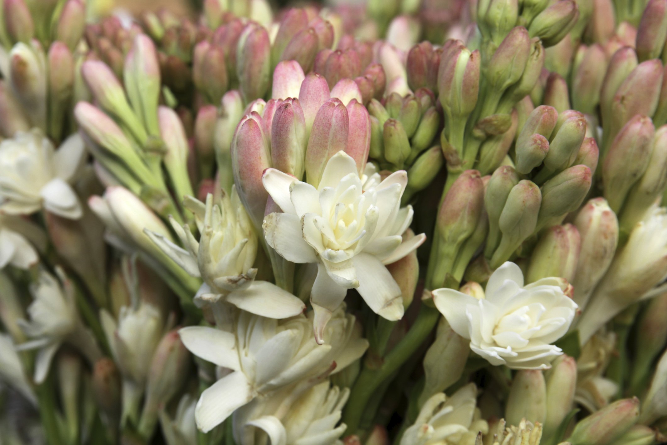 how-to-care-for-tuberose-bulbs-ehow