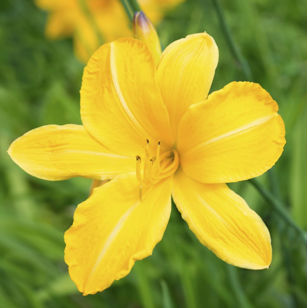 How to care for daylilies Idea
