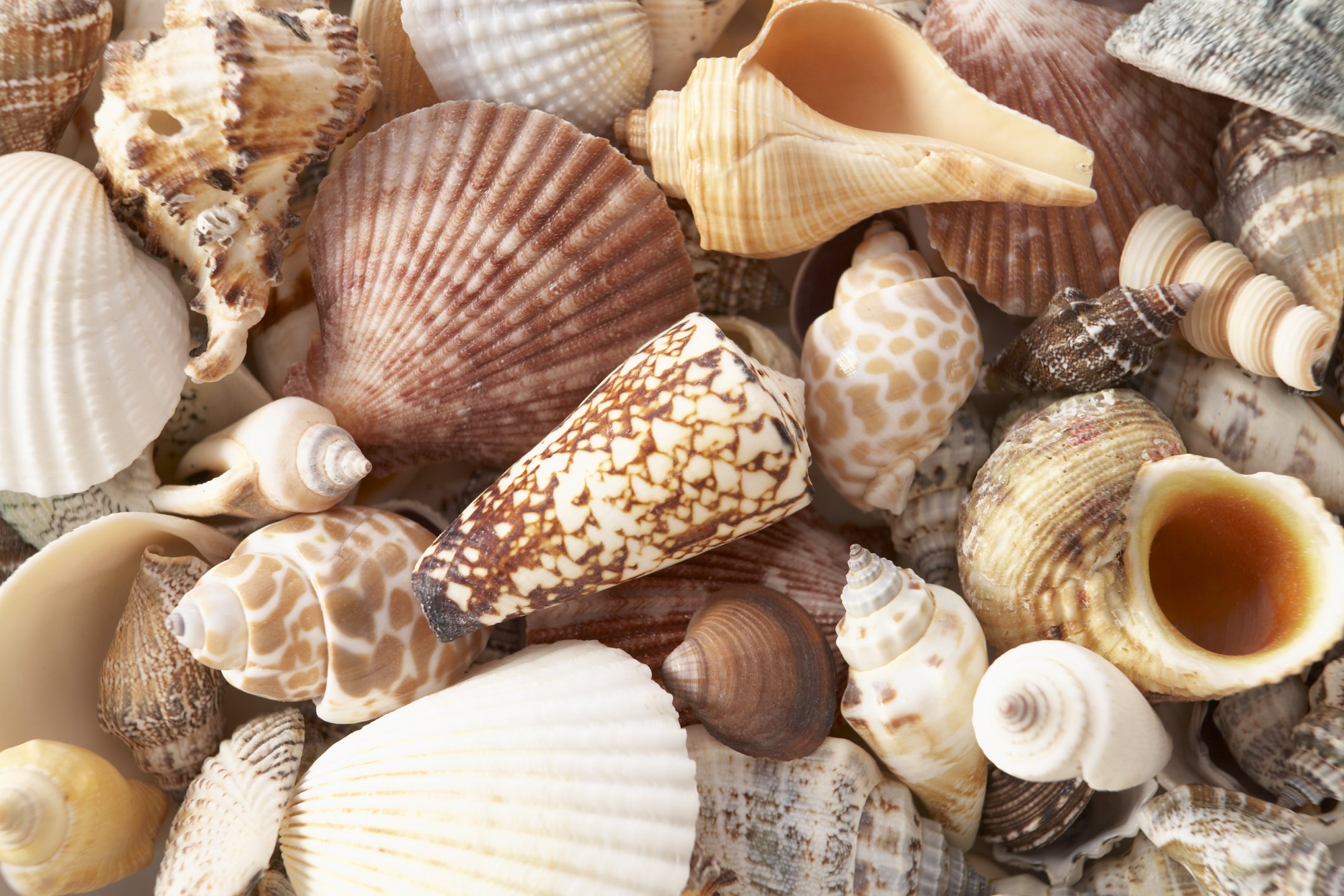 Different Things to Make With Seashells | eHow