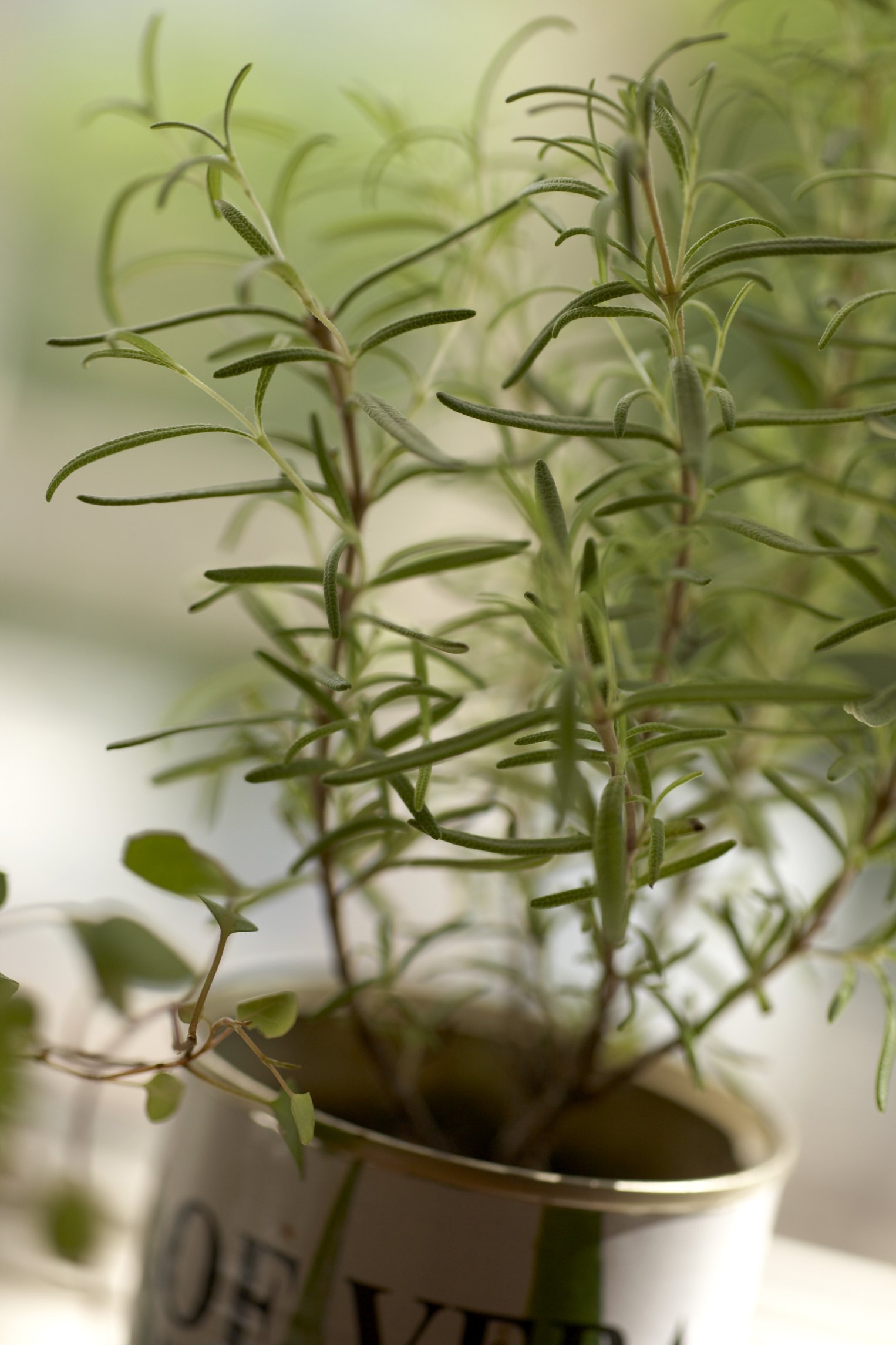 My Rosemary Plants Are Dying eHow