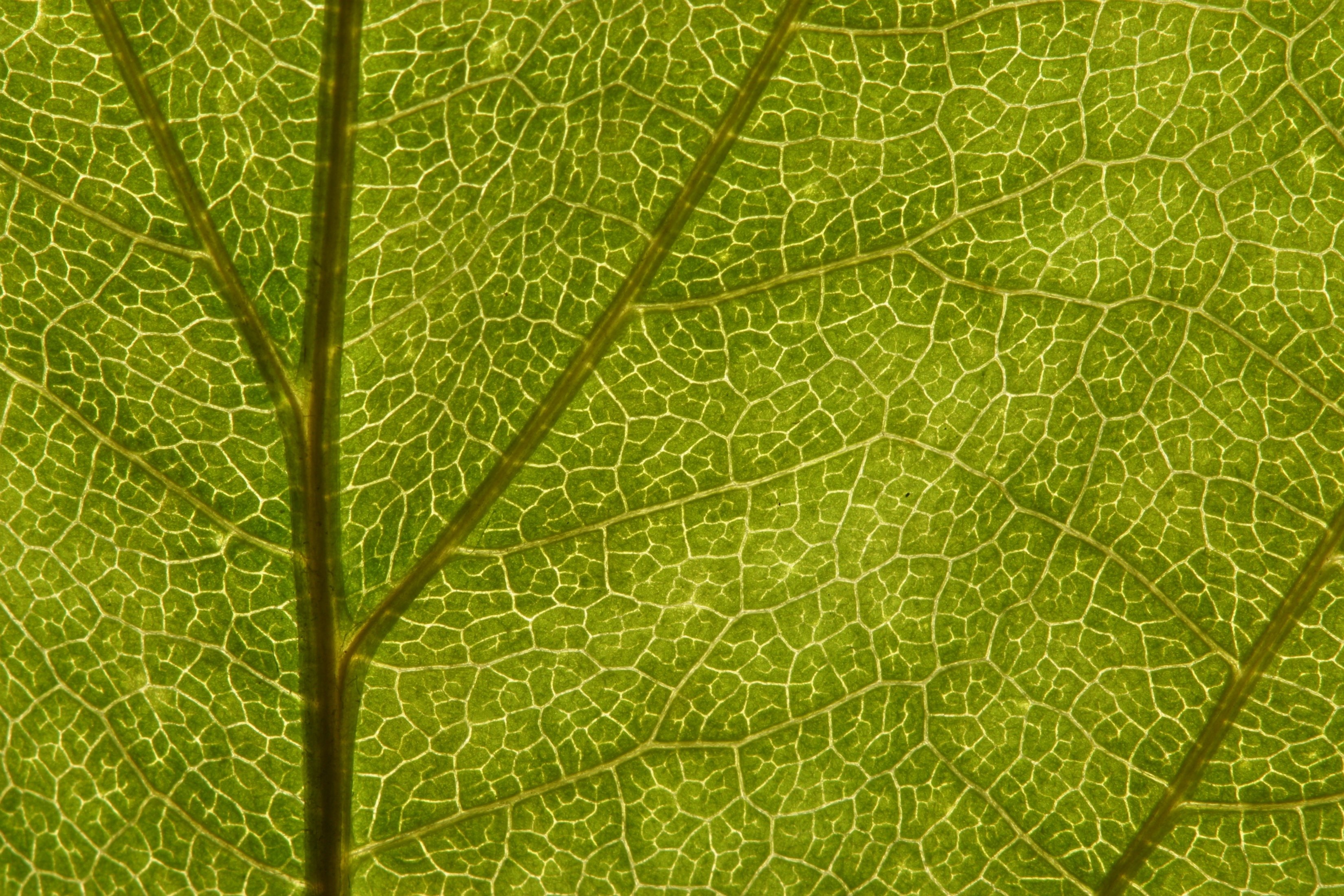 Effect Of Salt Water On Plant Cells