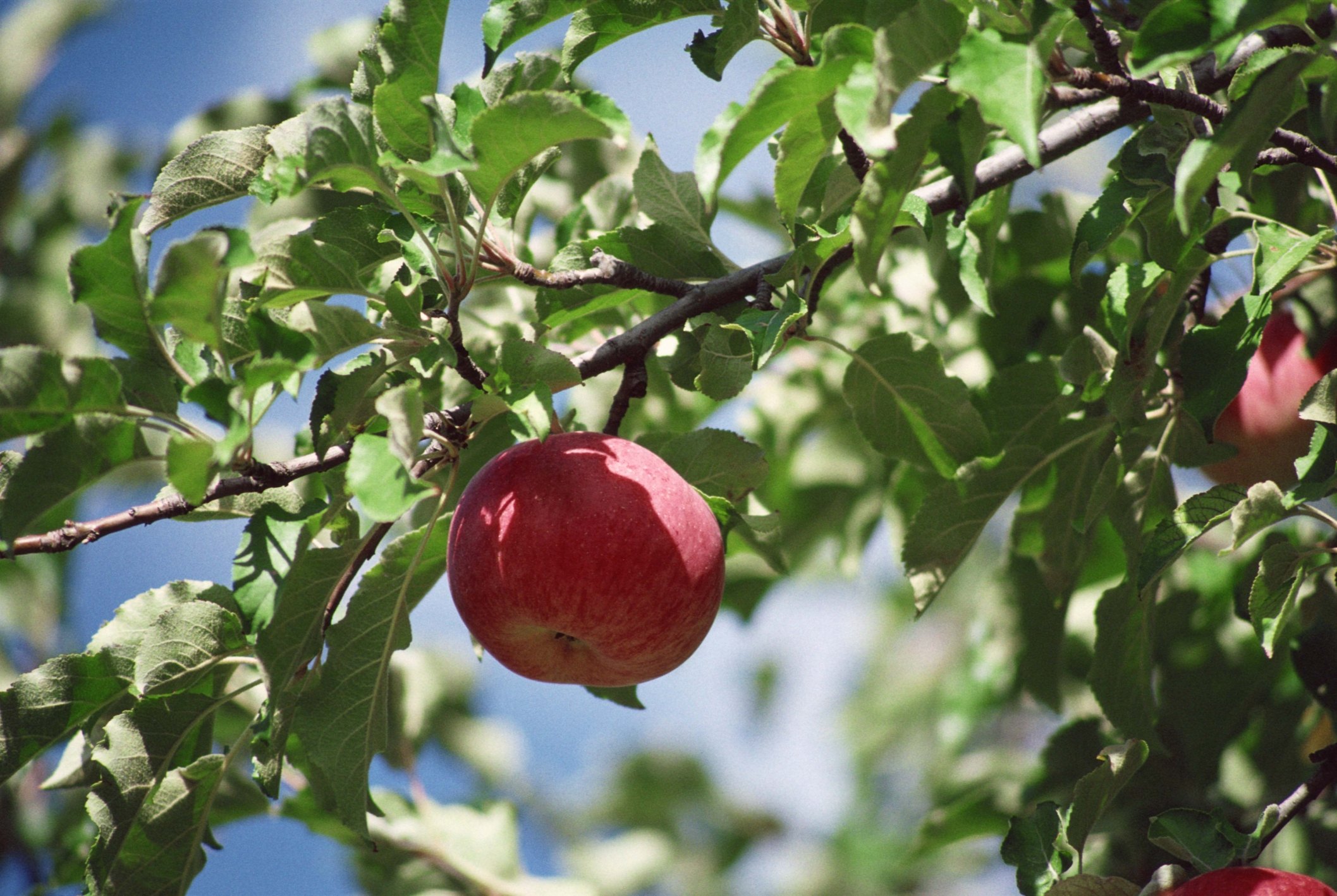 how-to-kill-japanese-beetles-on-fruit-trees-ehow