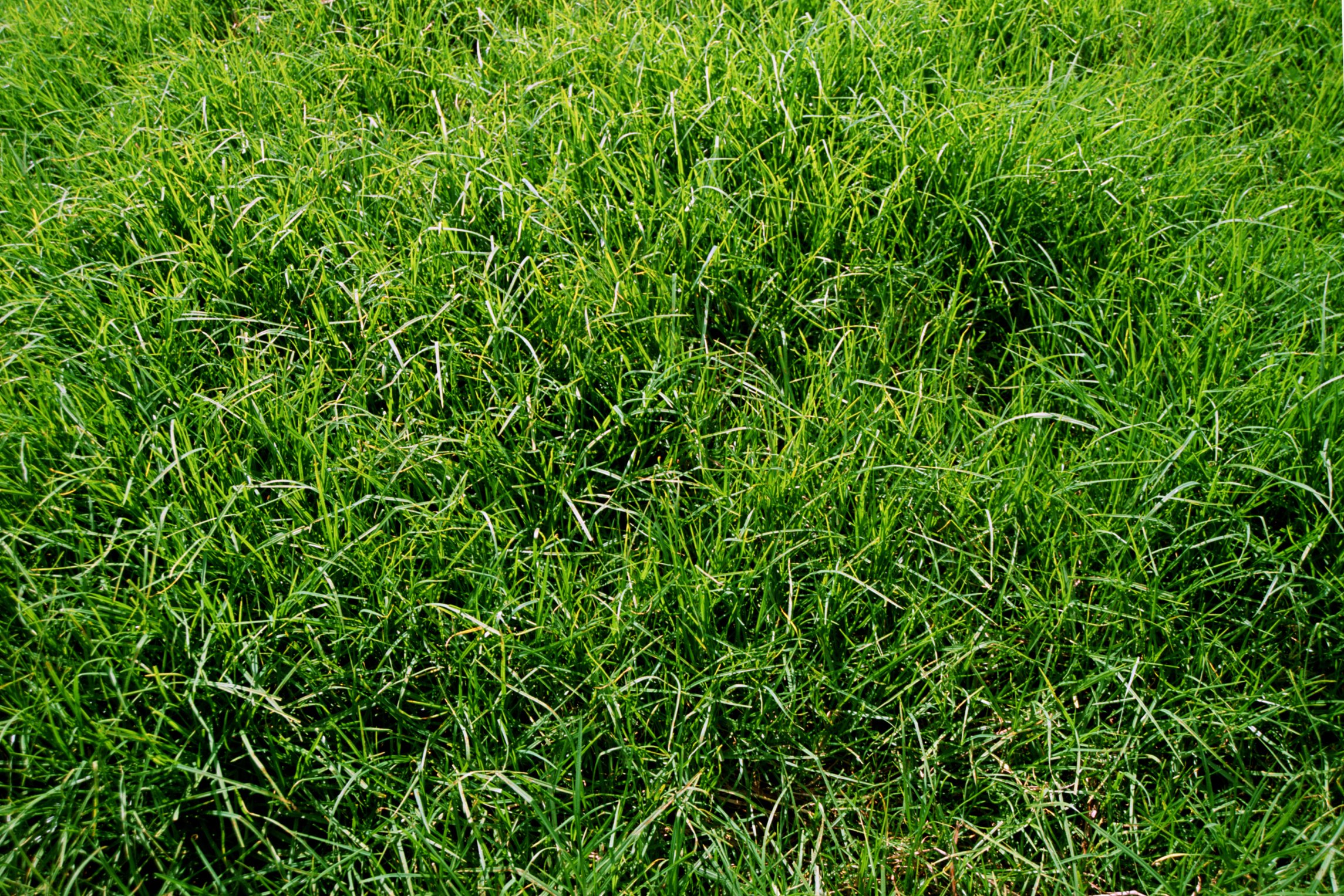 When to Plant Centipede Grass | eHow
