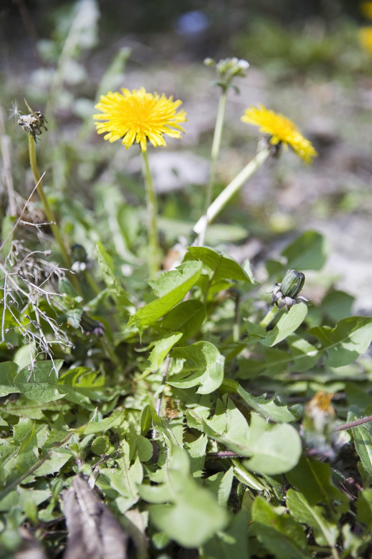 Organic Weed Control for Dandelions | eHow