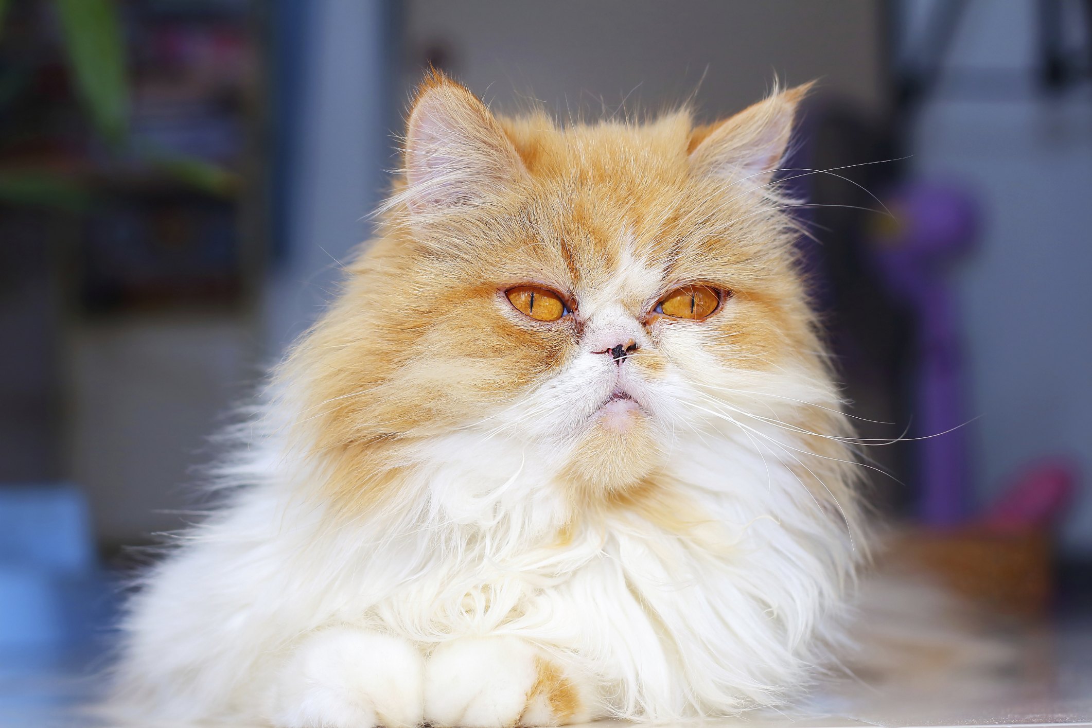 Persian Cat Eye Problems | eHow
