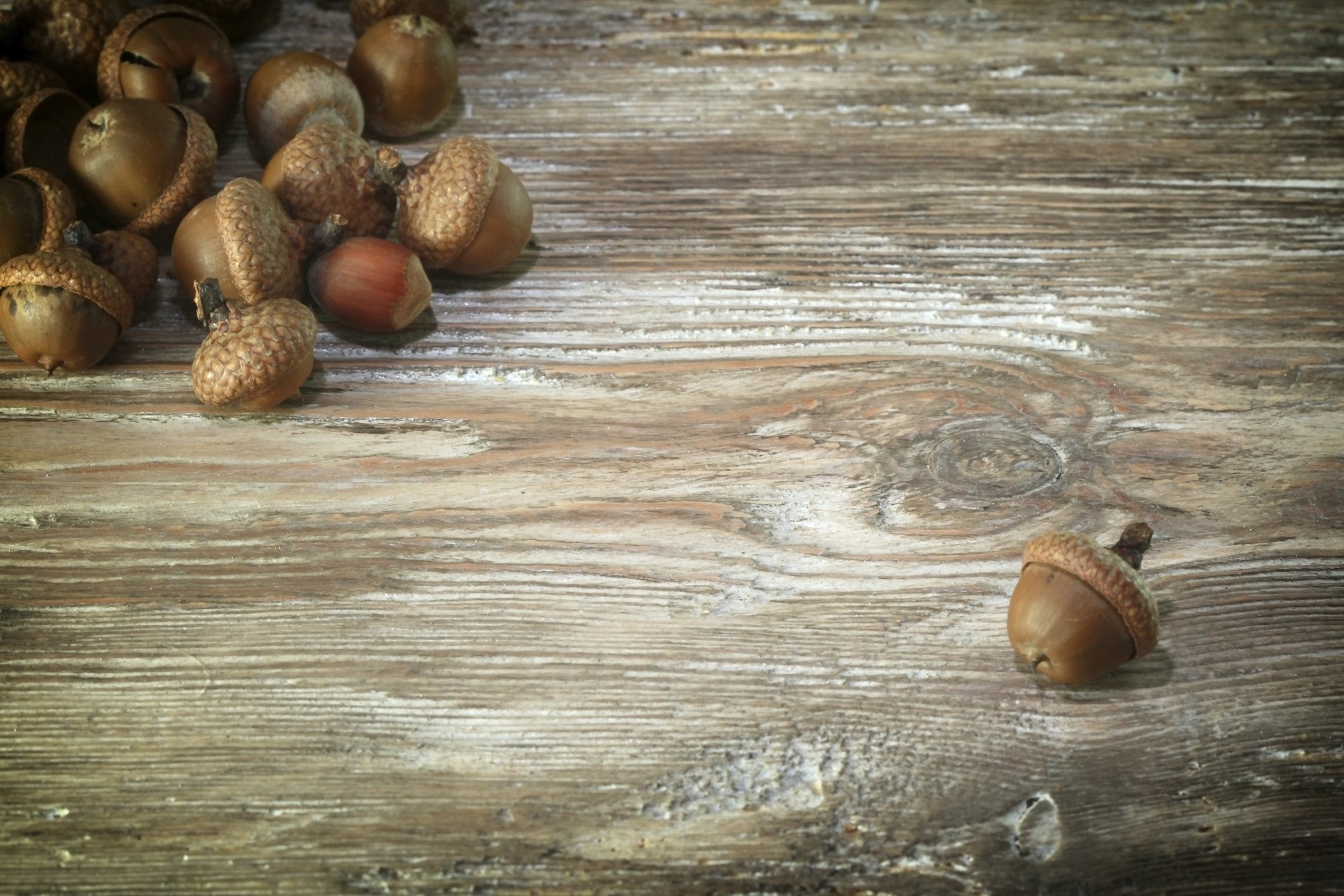 what happens when you remove acorns from a tree