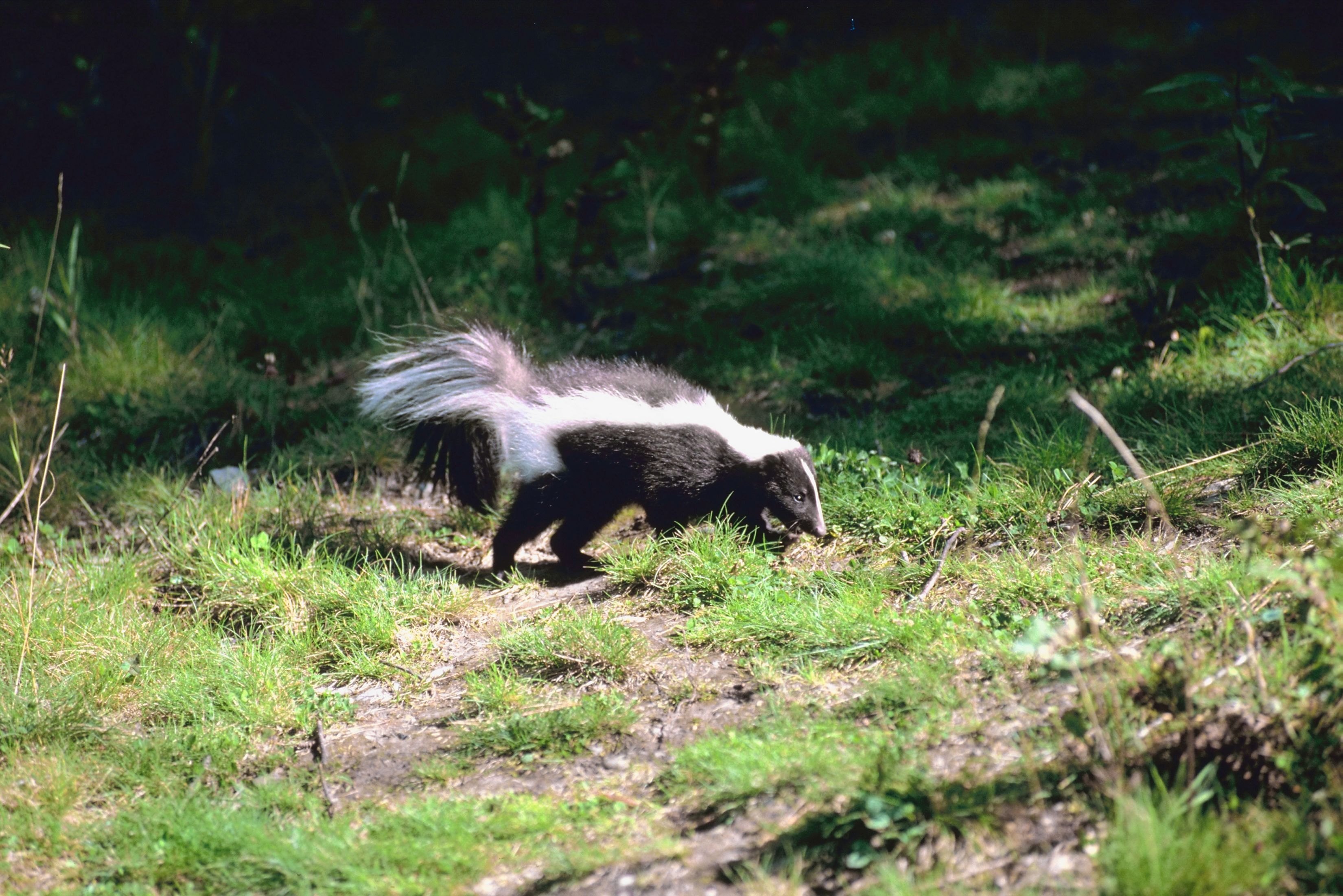 Peroxide Recipe to Get Rid of Skunk Smell eHow