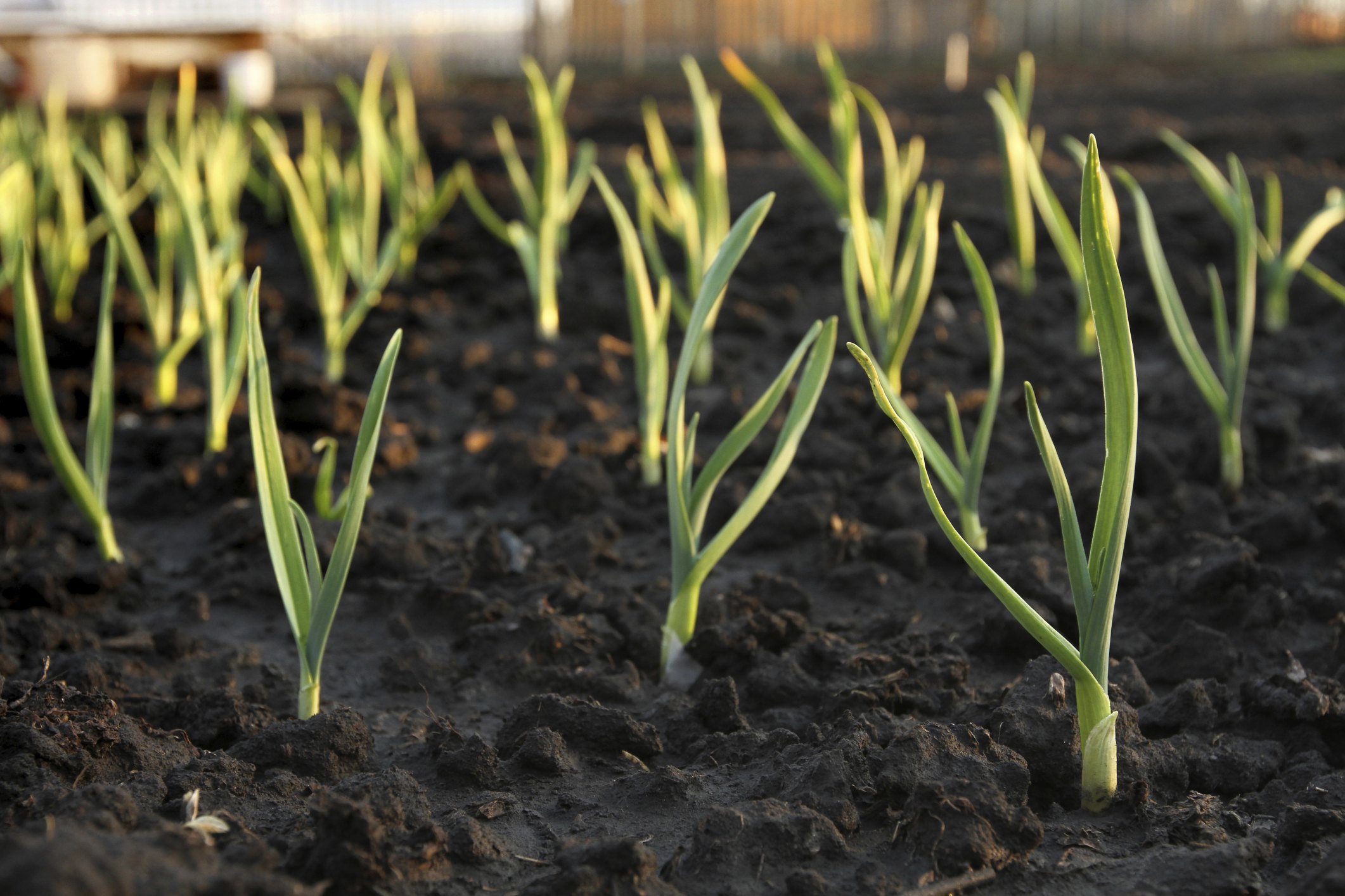 Planting sprouted garlic information