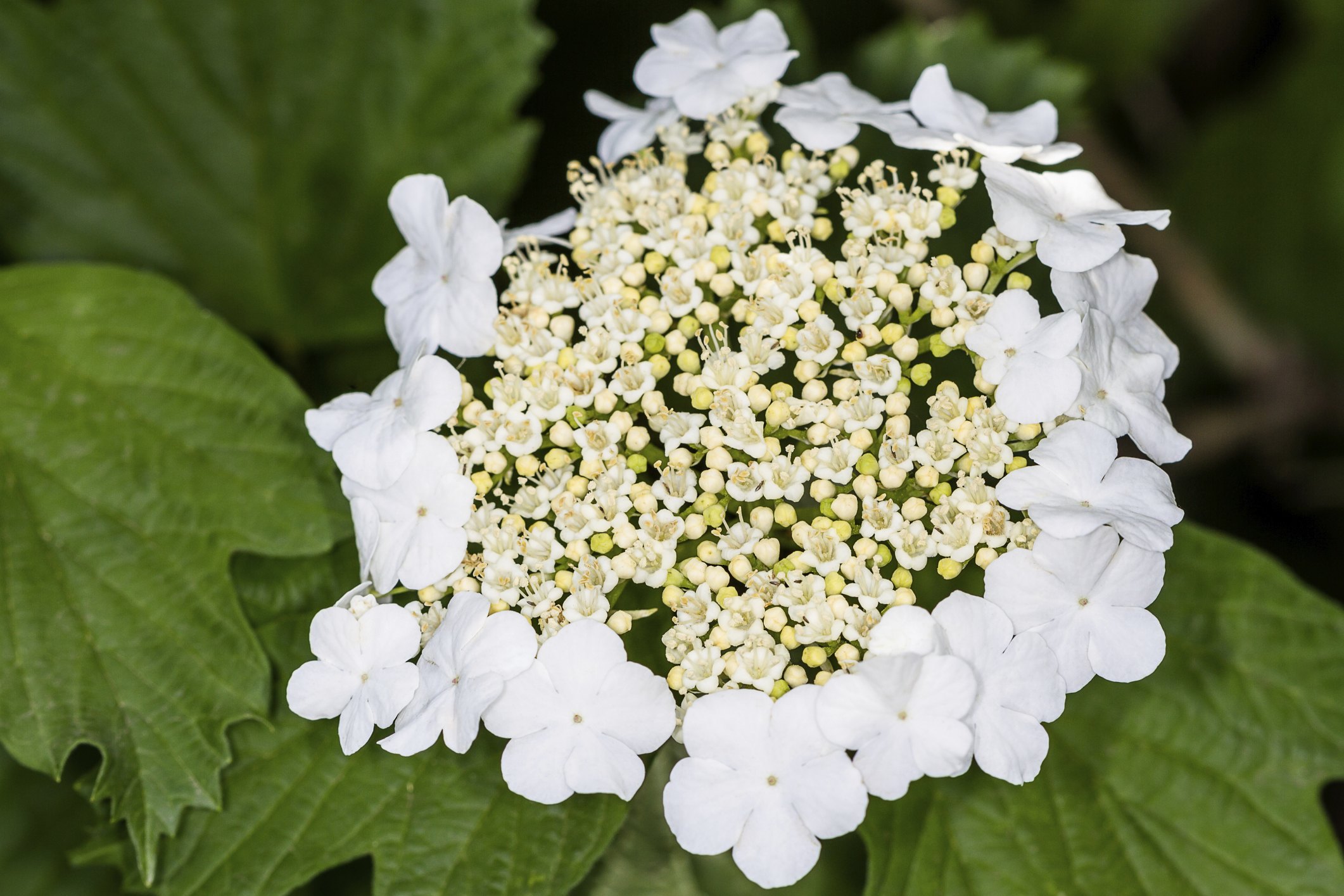 How To Space Viburnum Hedges Ehow