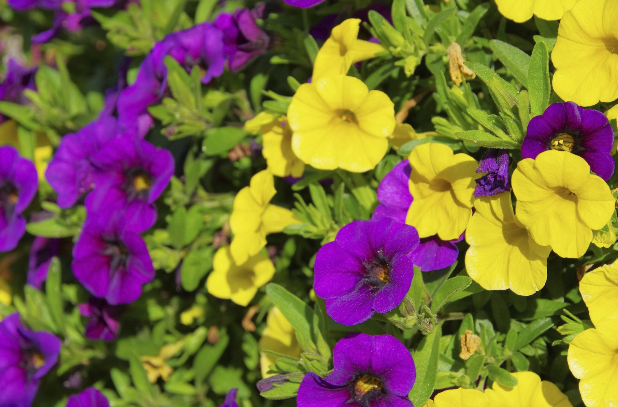 how to grow petunias from cuttings ehow how to grow petunias from cuttings ehow