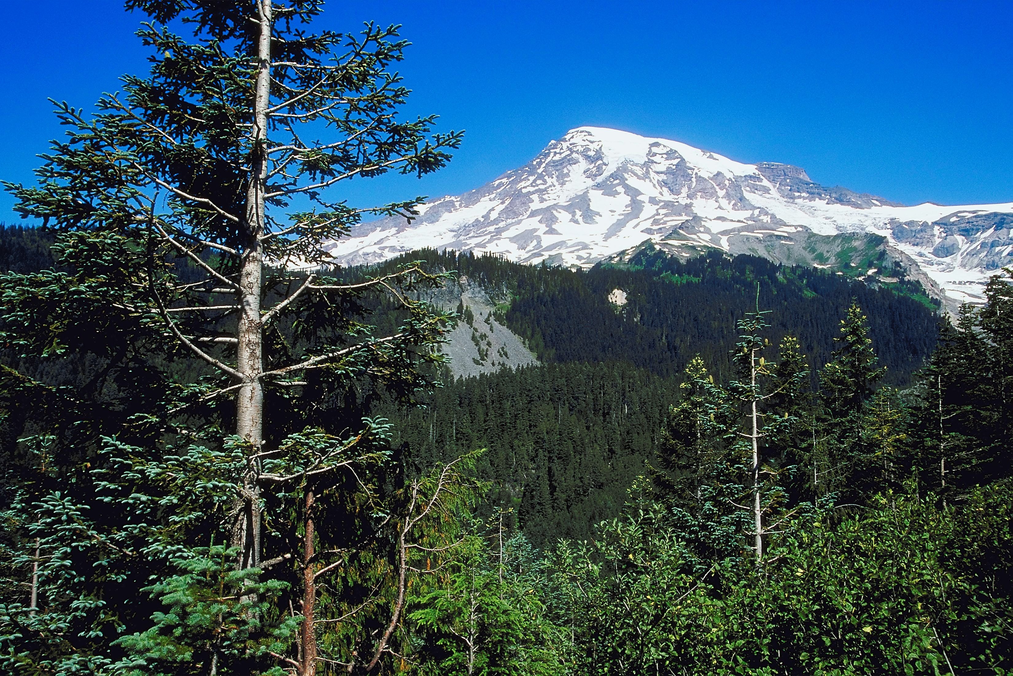 fun-facts-about-evergreen-trees-in-washington-state-ehow