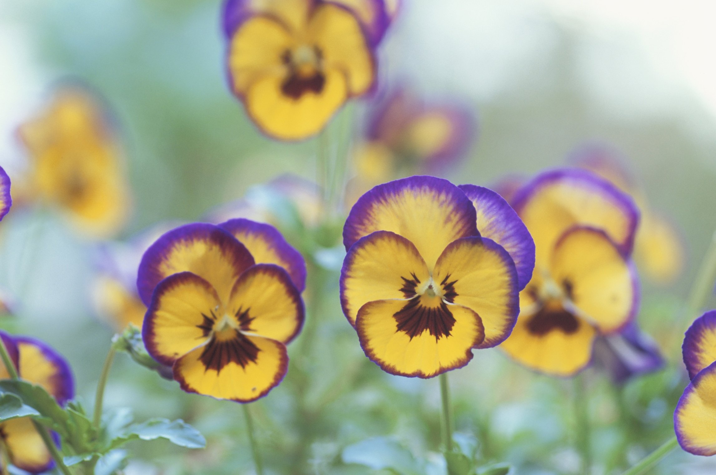 Care of a Viola Plant | eHow