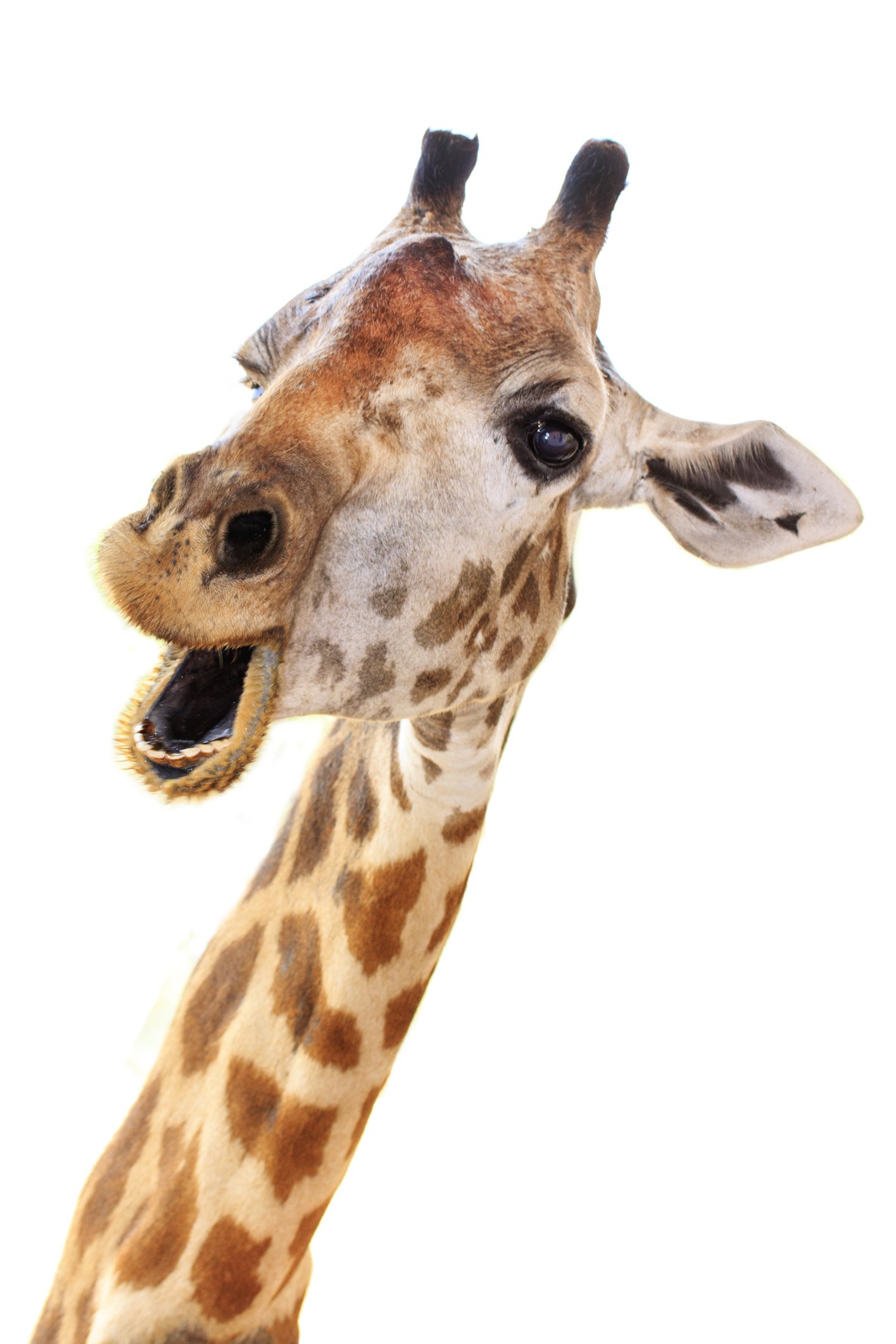 How to Make a Giraffe Costume | eHow