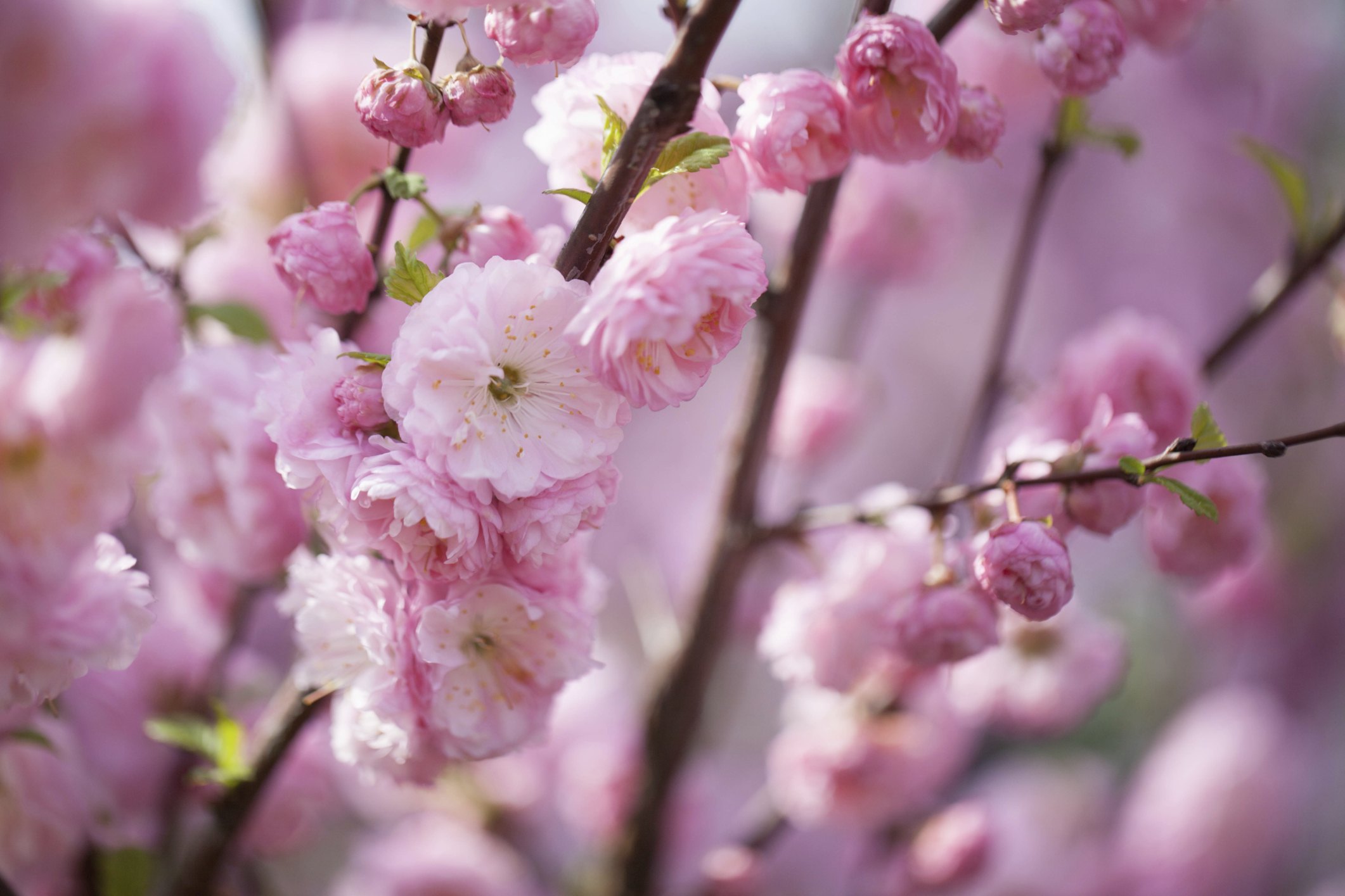 How to Plant Pink Flowering Almond Shrubs eHow