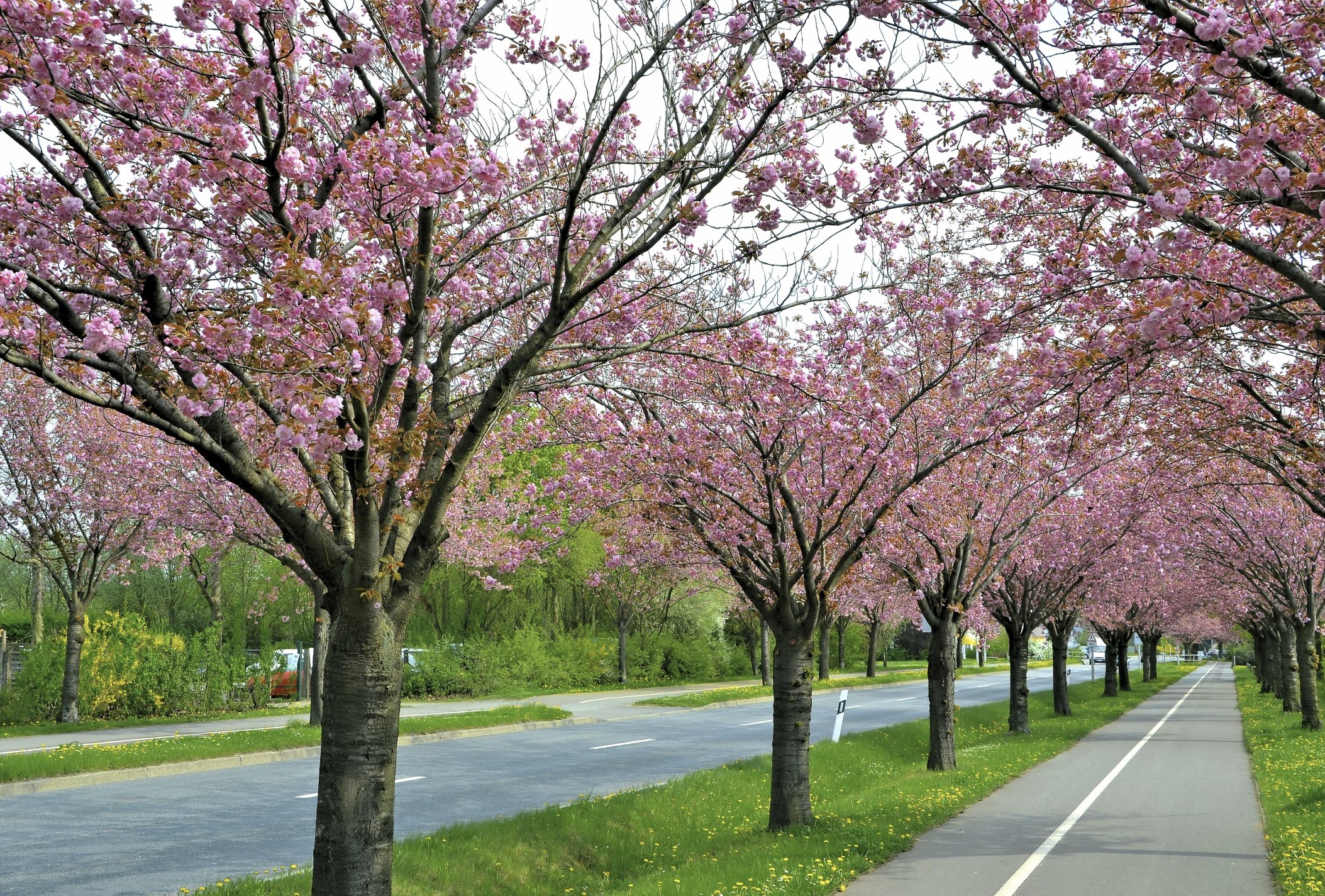 Kwanzan Cherry Tree Problems EHow